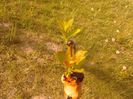 IMG_20130502_182334