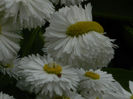 DSCN7952