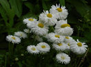 DSCN7954