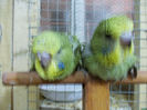Picture 001