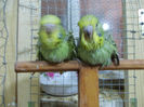 Picture 002