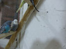Picture 012
