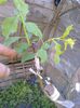 Prun Stanley copulatie perfectionata pe corcodus