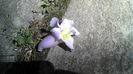 Floare Tomentosa