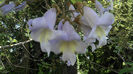 Flori Tomentosa