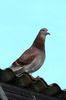 IMG_6869 (1)