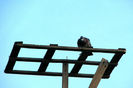 IMG_6870 (1)