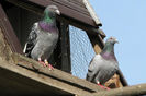 IMG_6878 (1)