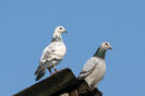 IMG_6887 (1)