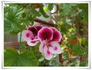 DSCN2957