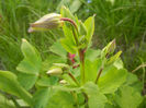 Aquilegia Blue (2013, April 19)