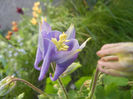 Blue Columbine (2013, April 28)