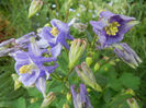 Aquilegia Blue (2013, April 29)