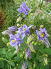 Aquilegia Blue (2013, April 29)