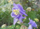 Aquilegia Blue (2013, April 29)