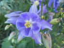 Aquilegia Blue (2013, May 01)