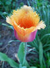 DSCN4287