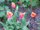 DSCN4299