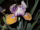 DSCN4308