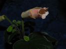 Sinningia Peachy Propeller
