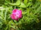 Dianthus Kahori (2013, May 03)