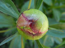 Peony. Bujor (2013, May 03)