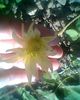 clematita lemon drem