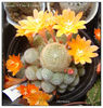 Rebutia cv 'Lime & Orange'