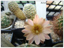 Rebutia pygmaea