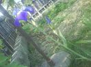 Iris Salbatic