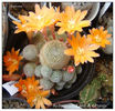 Rebutia cv 'Lime & Orange'