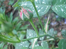 DSCF0504