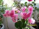 Pagoda Pink-Mikishor