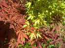 Acer Bloodgood & Katsura (2013, May03)