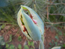 Tulip_Lalea (2013, April 28)