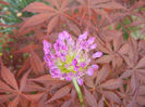Allium Purple Sensation (2013, May 03)