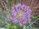 Allium Purple Sensation (2013, May 03)