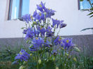 Aquilegia Blue (2013, May 03)