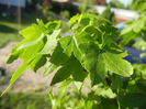 Liquidambar styraciflua (2013, May 03)