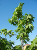 Liquidambar styraciflua (2013, May 03)