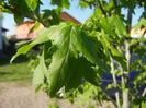 Liquidambar styraciflua (2013, May 03)
