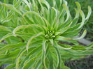 Madonna Lily (2013, April 25)