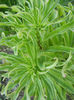 Madonna Lily (2013, April 25)