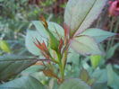 Miniature Rose bud (2013, May 03)