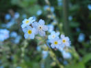 Myosotis alpestris (2013, May 03)
