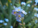 Myosotis alpestris (2013, May 03)