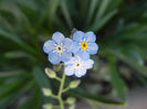 Myosotis alpestris (2013, May 03)