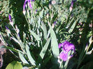 Fotogr.1098