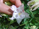 Fotogr.1108