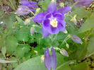 Fotogr.1114